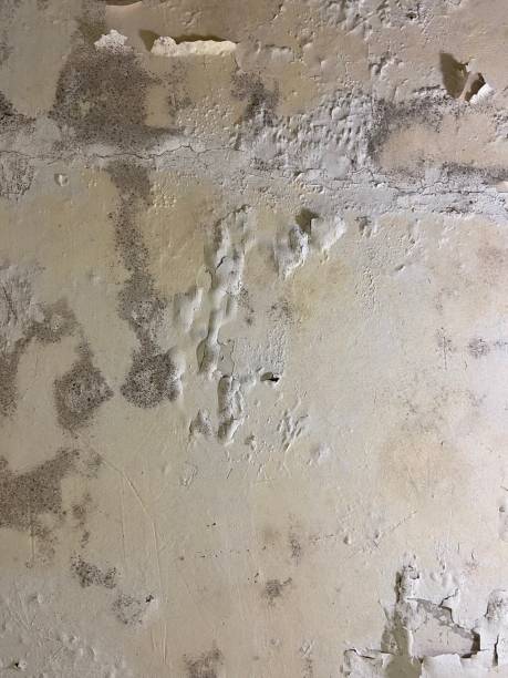 Best Mold Remediation for Specific Building Types in Fort Payne, AL