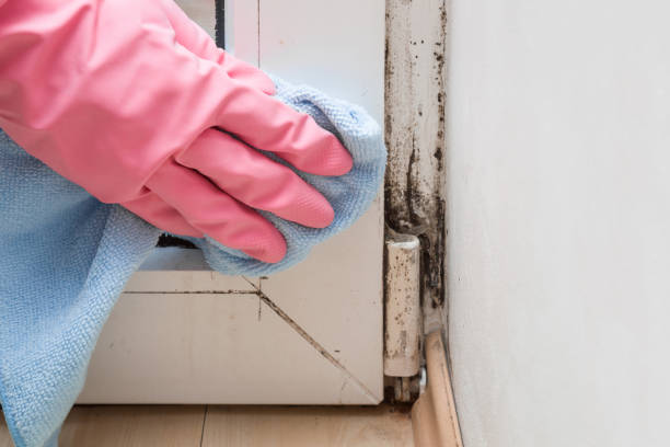 Best DIY Mold Remediation Support Services in Fort Payne, AL